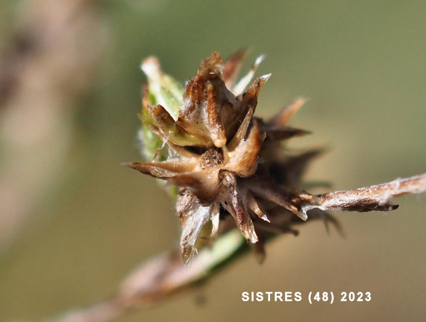 Cudweed, Slender fruit